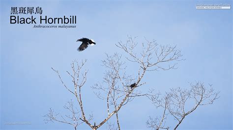 Black Hornbill - Female, Borneo | BirdForum