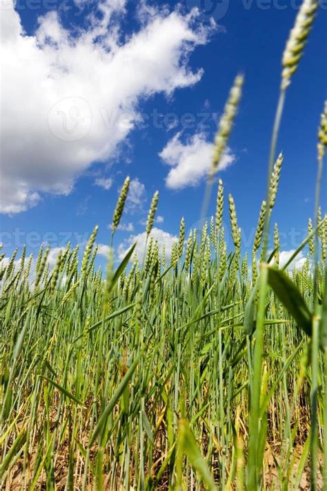 wheat field, close up 9512311 Stock Photo at Vecteezy