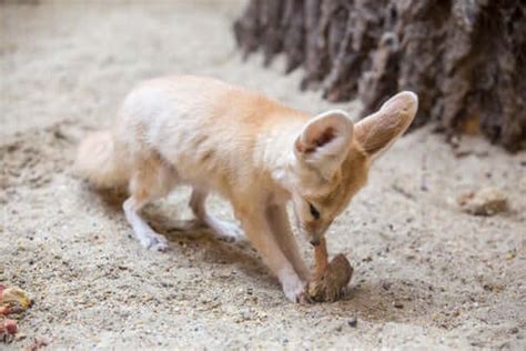 The Fennec Fox: Native to the Sahara Desert - My Animals