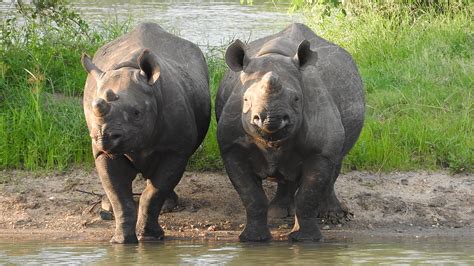 Really good news on black rhino conservation in South Africa!