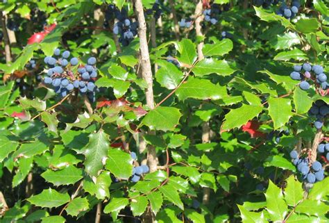 Mahonia aquifolium Grape Health Benefits, Rocky, Grapevine Growing ...