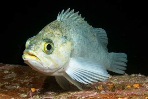 Rockfish Pictures - AZ Animals