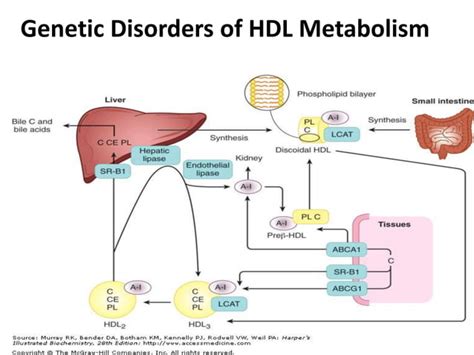 Disorders of Lipoprotein Metabolism