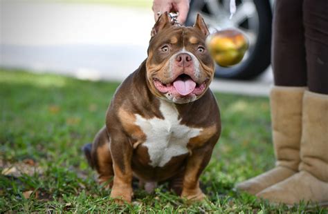 THE FLASHY TRI COLOR AMERICAN BULLY PUPPIES OF VENOMLINE | by BULLY ...