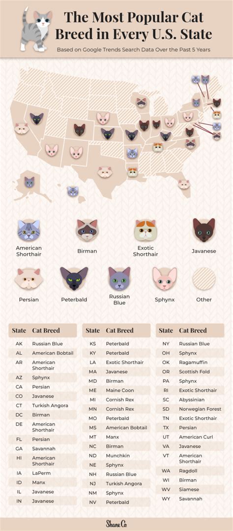 The Most Popular Cat Breed in Every U.S. State