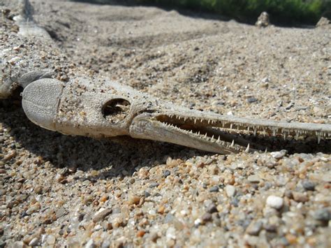 sixpenceee: A gar skeleton found on a... - MeenahRay