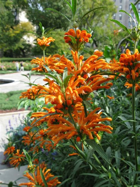 arborboy: Plant of the Week: Leonotis leonurus