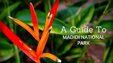 A Guide To Madidi National Park | Bolivian Life