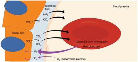 Gas Exchange | Anatomy and Physiology II