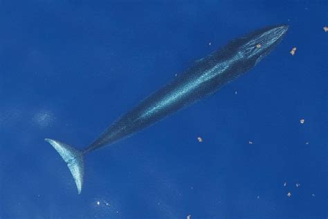 It’s the world’s newest whale species—and it’s already endangered