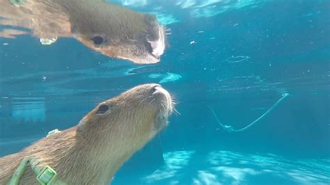 Swimming : capybara