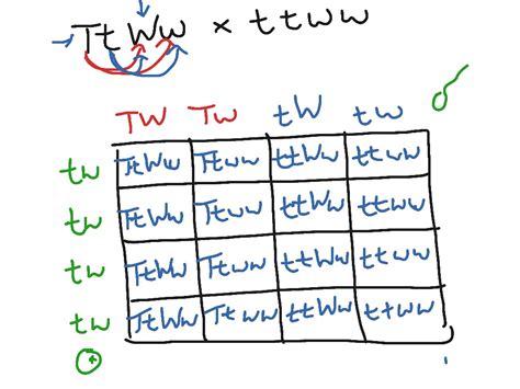 punnett square worksheet dihybrid