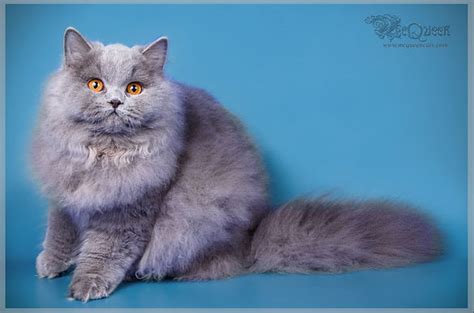 Standard of British longhair Cat