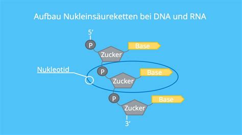 Nukleotid • Definition, Aufbau und DNA/RNA · [mit Video]