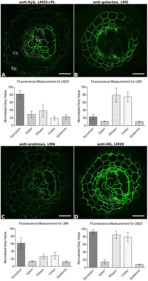 Frontiers | The Complex Cell Wall Composition of Syncytia Induced by Plant Parasitic Cyst ...