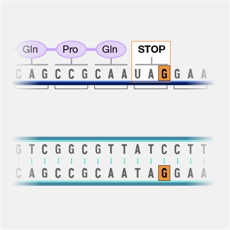 Nonsense Mutation