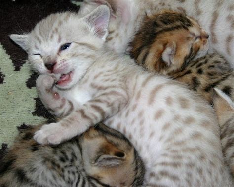 Spotted Seal Mink Snow Bengal Kitten | Flickr - Photo Sharing!