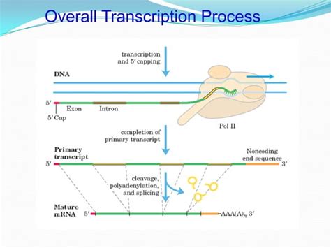 Gene expression in eukaryotes | PPT