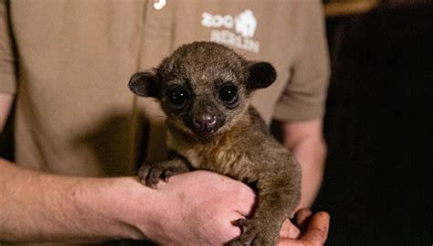 A new baby kinkajou – Zoo Berlin