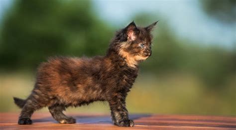 Are All Calico Cats Female? Discover Why Calicos Are Almost Always Girls