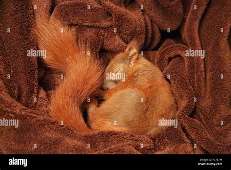 sleeping squirrel Stock Photo - Alamy