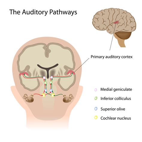 Where do sound vibrations get transformed into neural signals that can ...