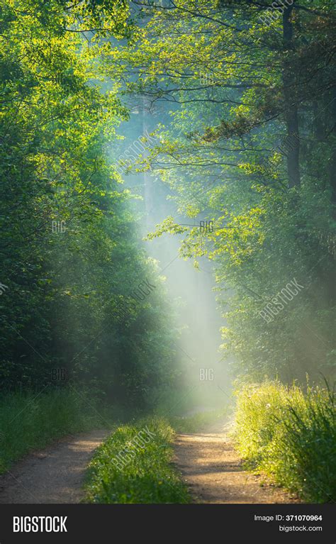 Sunbeams Forest. Sun Image & Photo (Free Trial) | Bigstock