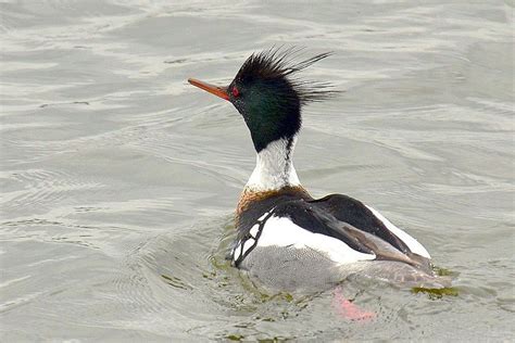 Locally-rare Red-breasted Merganser on Otonabee River – Drew Monkman