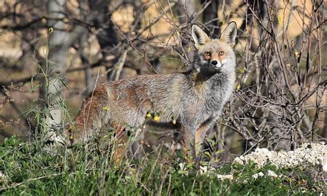 A Rabid Grey Fox That Bit Multiple People In WNY Was Later Killed