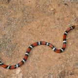 Scarlet Kingsnake Facts and Pictures