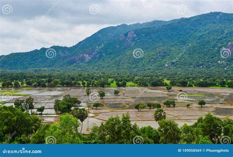 Rice Field in Mekong Delta, Vietnam Stock Image - Image of farm ...