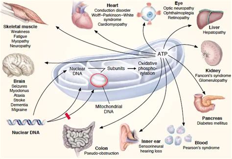 Mitochondria - the powerhouses of the cell - definition, structure, function, and biology - Rs ...