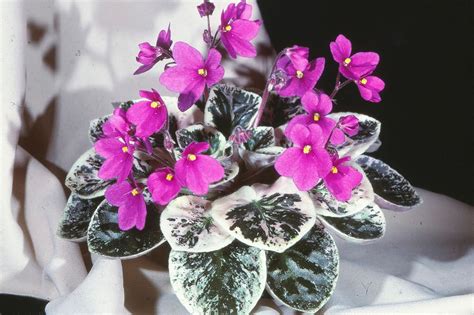 Seeds - Nadeau African Violet Seeds