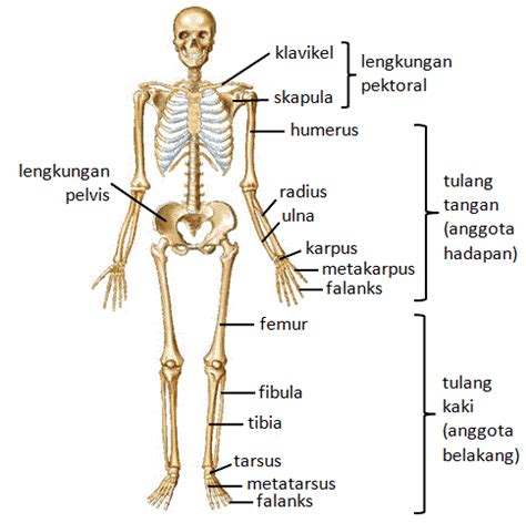 Sistem Rangka Manusia Biologi Tingkatan 5