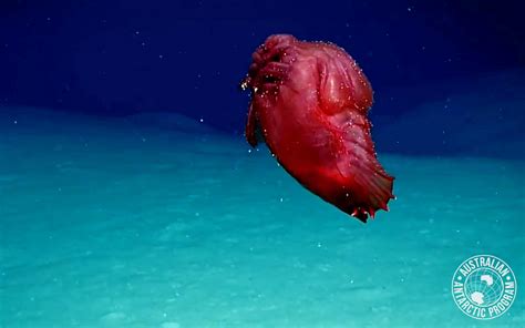 Bizarre 'Headless Chicken Monster' Drifts Through Antarctic Deep | Live Science