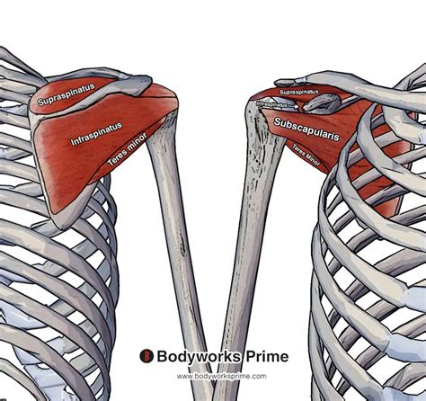 Supraspinatus Anatomy: Origin, Insertion Action | atelier-yuwa.ciao.jp