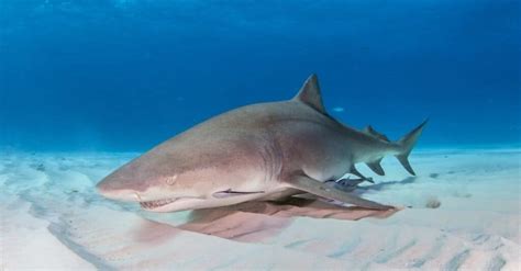 Discover the Largest Lemon Shark Ever Caught Off Florida - A-Z Animals