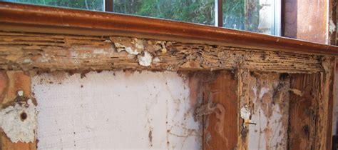 Termite Damage 101: What You Should Know | ABC Blog