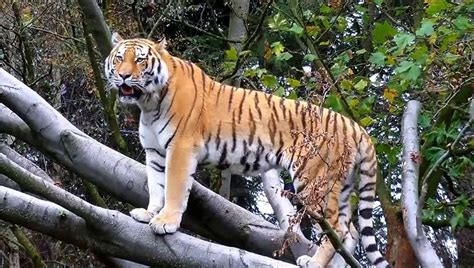 BARBARY LION VS SIBERIAN TIGER - Who Would Win - video Dailymotion