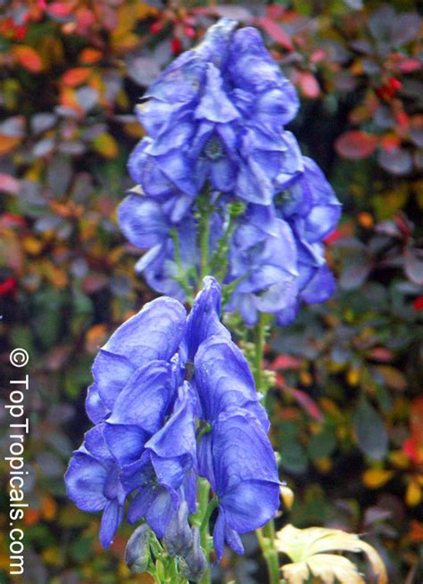 Aconitum sp., Monkshood, Wolfsbane