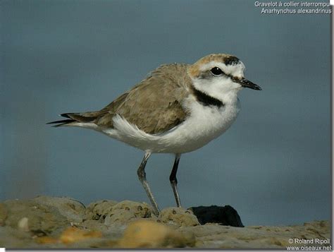 Kentish Plover - Charadrius alexandrinus male adult breeding - rori121100