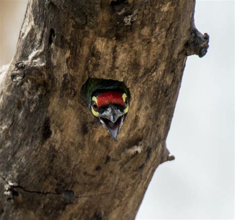 Coppersmith Barbet - Owen Deutsch Photography