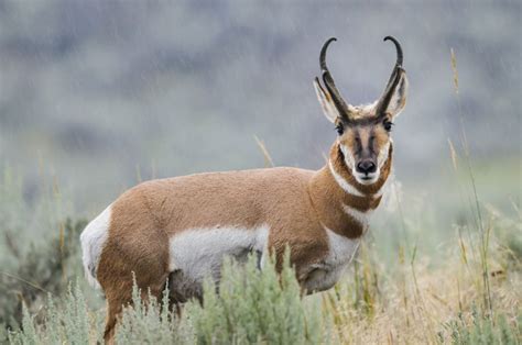 pronghorns – Animal Encyclopedia