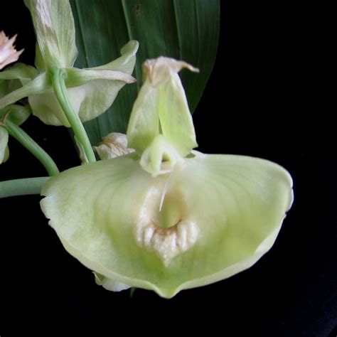 Perfume Project NW: CATASETUM EXPANSUM: A MINTY-FRESH ORCHID FRAGRANCE