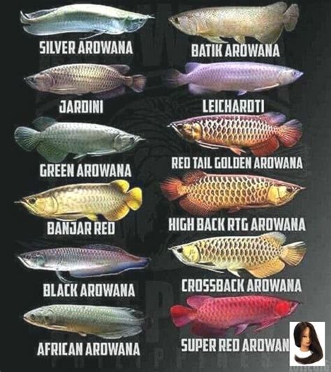 #Arowanas Arowanas Arowanas | Fish, Aquarium fish, Oscar fish