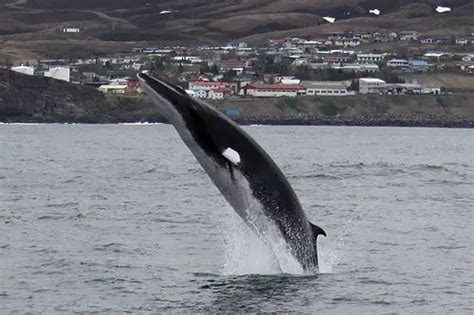 Minke Whale Facts | Minke Whale Habitat