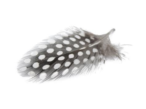 Guinea Fowl Plumage Feathers (Natural) – Feather Buy