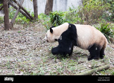 Nature and Mammals. No human wildlife. Animals. Wood Zoo Stock Photo - Alamy