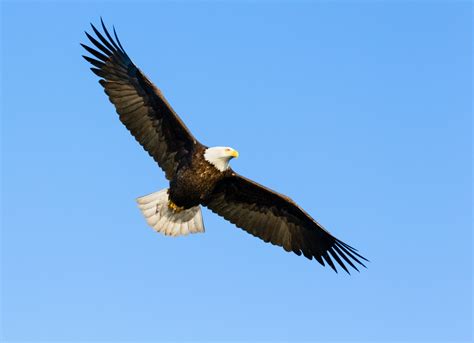 Scientists Determine How Birds Soar to Great Heights