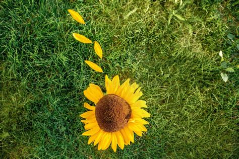 Sunflower on the grass stock photo. Image of yellow - 163034396